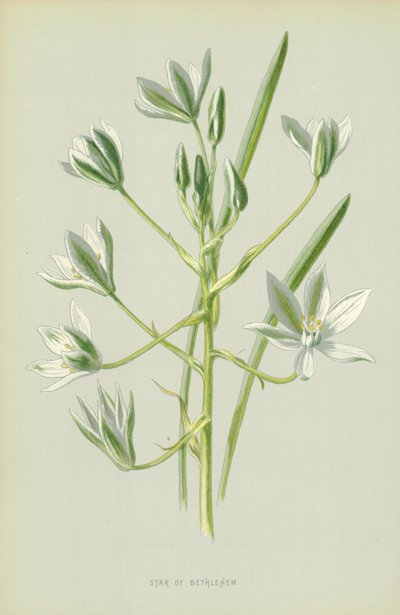 Stella di Betlemme da Frederick Edward Hulme