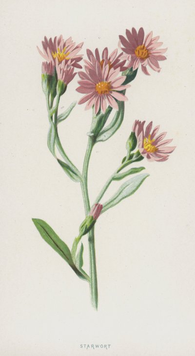 Stellaria da Frederick Edward Hulme