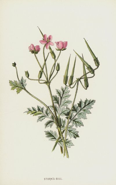 Becco di Cicogna da Frederick Edward Hulme