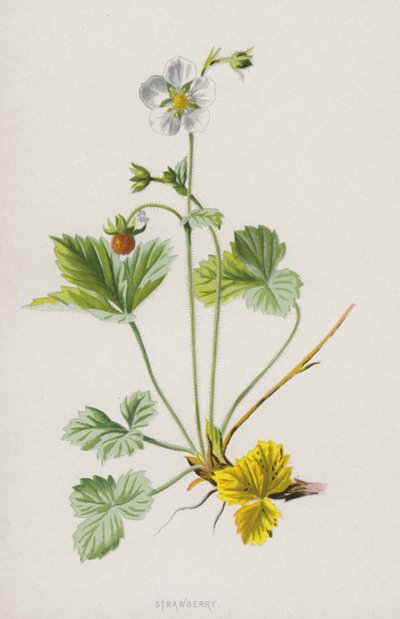 Fragola da Frederick Edward Hulme