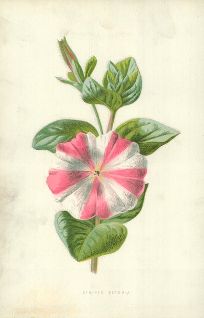 Petunia a strisce da Frederick Edward Hulme