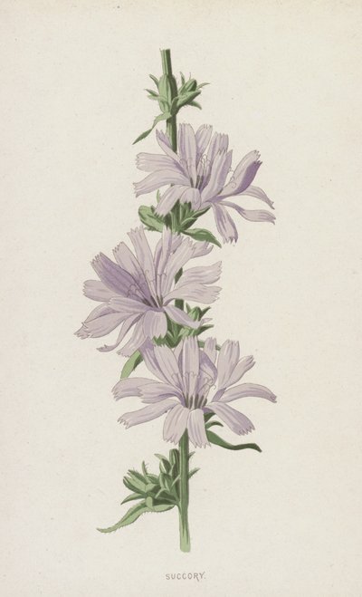 Cicoria da Frederick Edward Hulme