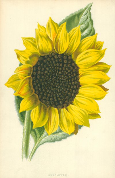 Girasole da Frederick Edward Hulme