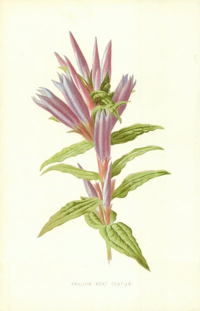 Genziana delle rondini da Frederick Edward Hulme