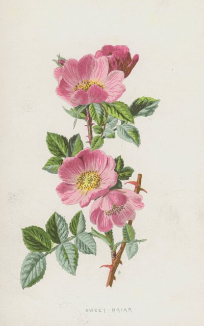 Rosa canina da Frederick Edward Hulme