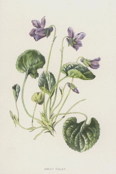 Viola odorata da Frederick Edward Hulme