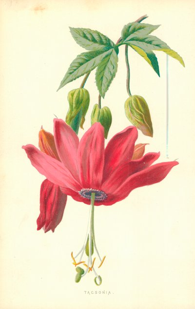 Tacsonia da Frederick Edward Hulme