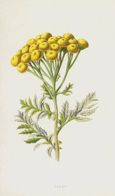 Tanaceto da Frederick Edward Hulme