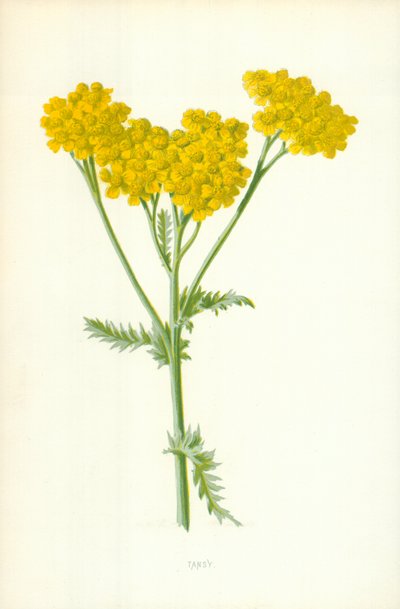 Tanaceto da Frederick Edward Hulme