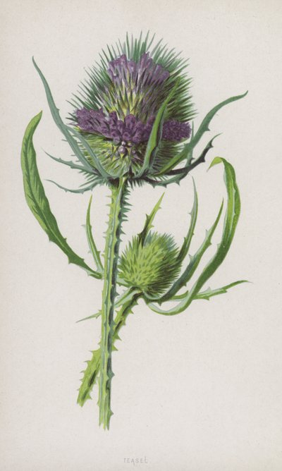 Cardo dei lanaioli da Frederick Edward Hulme