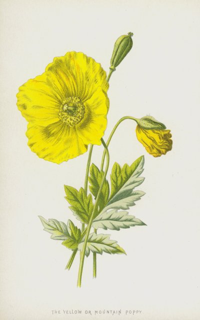 Papavero giallo o di montagna da Frederick Edward Hulme