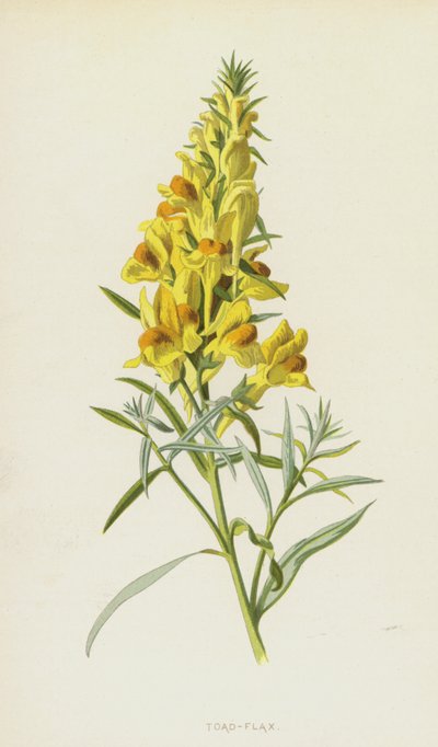 Linaria da Frederick Edward Hulme