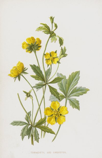 Tormentilla e Cinquefoglia da Frederick Edward Hulme