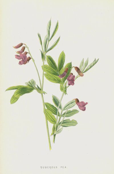 Pisello tuberoso da Frederick Edward Hulme