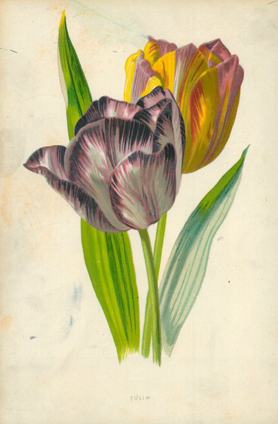 Tulipano da Frederick Edward Hulme