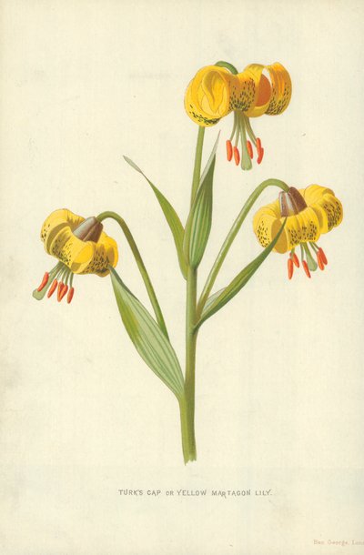 Giglio martagone giallo da Frederick Edward Hulme