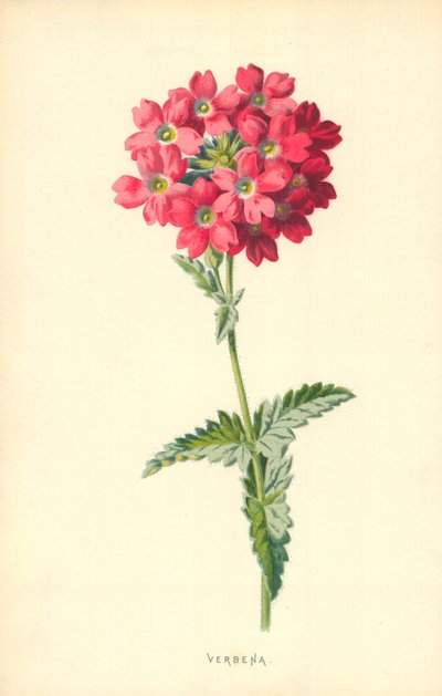 Verbena da Frederick Edward Hulme
