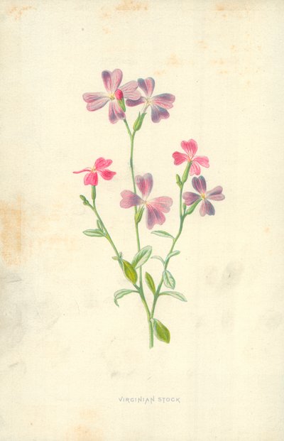 Scorta della Virginia da Frederick Edward Hulme