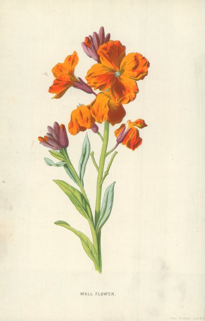 Fiore di muro da Frederick Edward Hulme