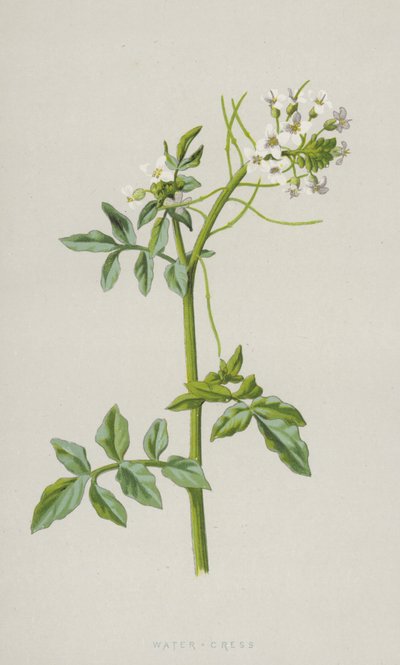 Crescione da Frederick Edward Hulme