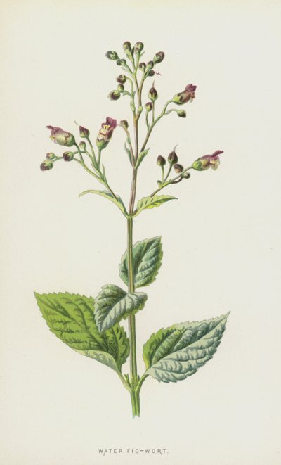Scrofularia acquatica da Frederick Edward Hulme