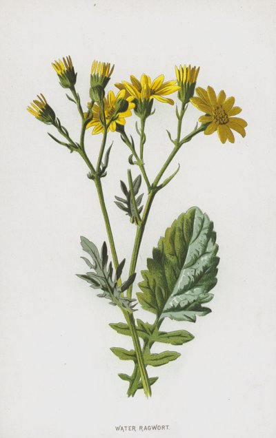 Senecio Acquatico da Frederick Edward Hulme
