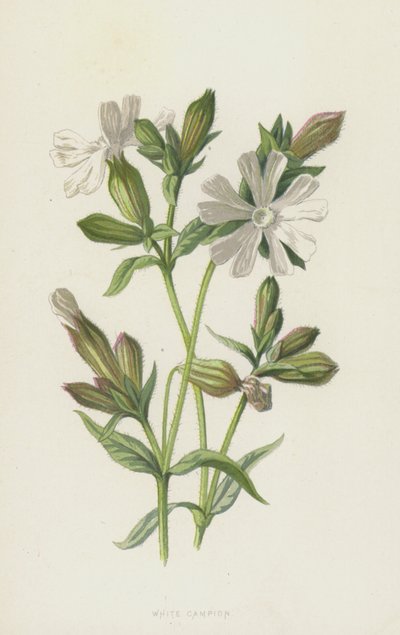 Silene bianca da Frederick Edward Hulme