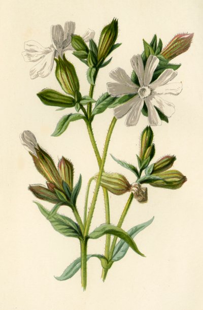Silene bianca, 1877 da Frederick Edward Hulme