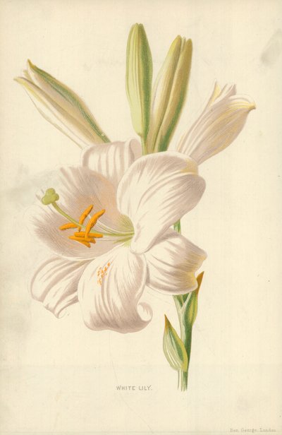 Giglio Bianco da Frederick Edward Hulme
