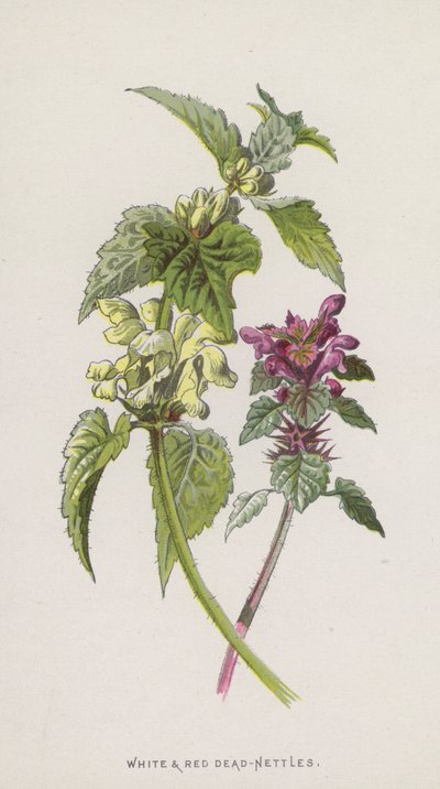 Ortica bianca e rossa da Frederick Edward Hulme