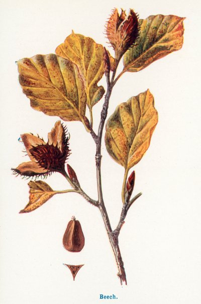  da Frederick Edward Hulme