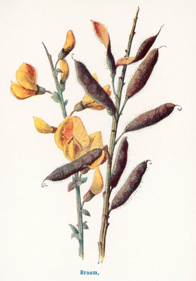  da Frederick Edward Hulme