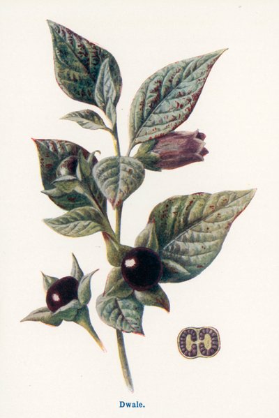  da Frederick Edward Hulme