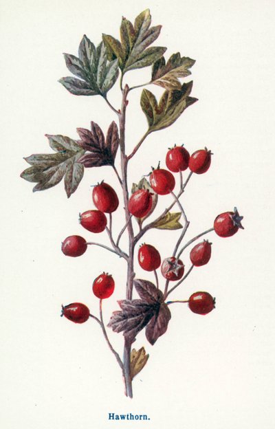  da Frederick Edward Hulme