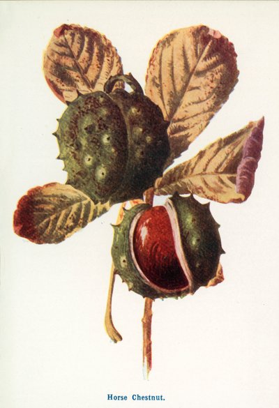  da Frederick Edward Hulme