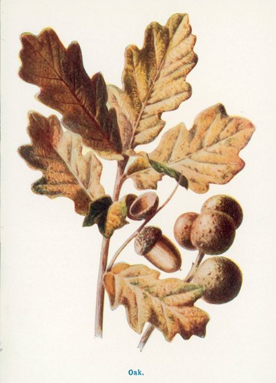  da Frederick Edward Hulme