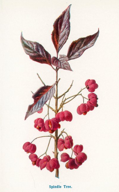  da Frederick Edward Hulme