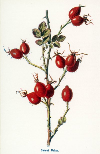  da Frederick Edward Hulme