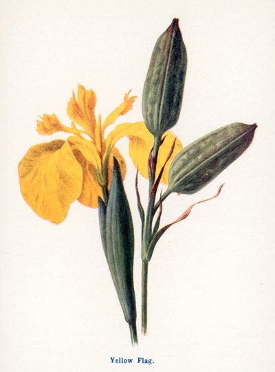  da Frederick Edward Hulme