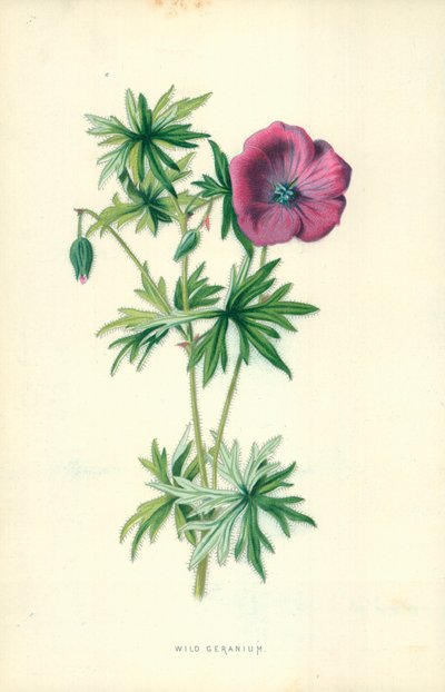 Geranio selvatico da Frederick Edward Hulme