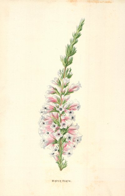 Erica invernale da Frederick Edward Hulme
