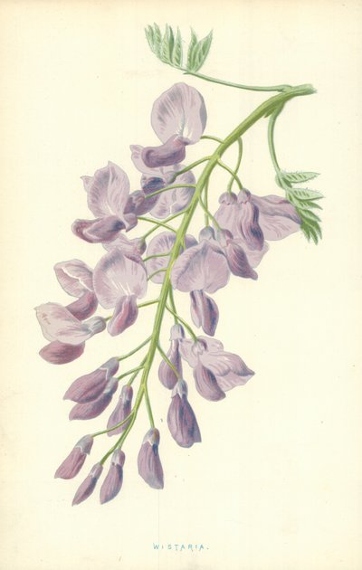 Glicine da Frederick Edward Hulme
