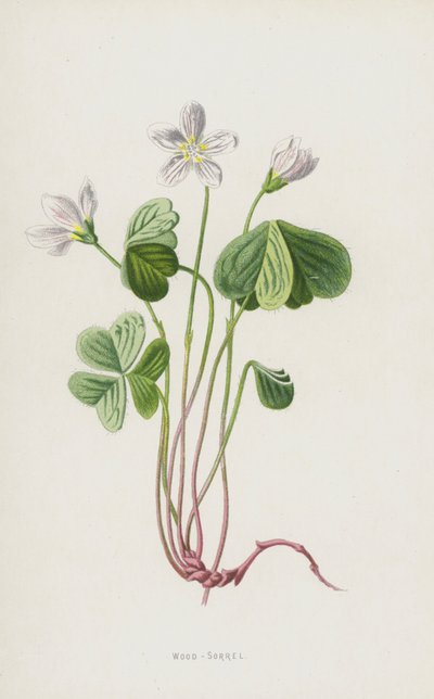 Acetosella da Frederick Edward Hulme