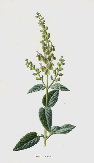 Salvia dei boschi da Frederick Edward Hulme