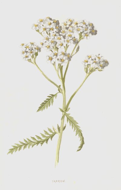 Achillea da Frederick Edward Hulme