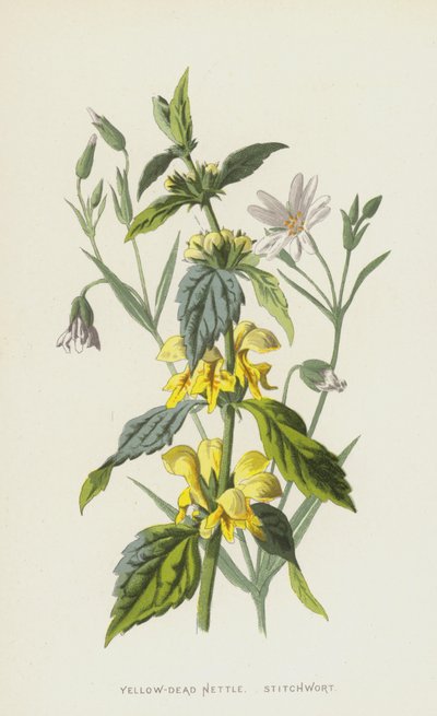Lamio Giallo, Stellaria da Frederick Edward Hulme