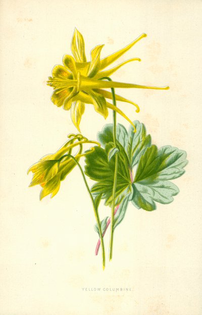 Colombina gialla da Frederick Edward Hulme