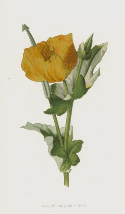 Papavero cornuto giallo da Frederick Edward Hulme
