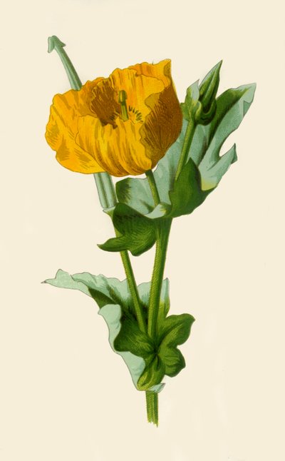 Papavero Cornuto Giallo da Frederick Edward Hulme