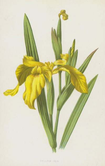 Iris gialla da Frederick Edward Hulme